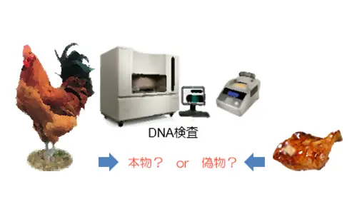 DNA検査の図